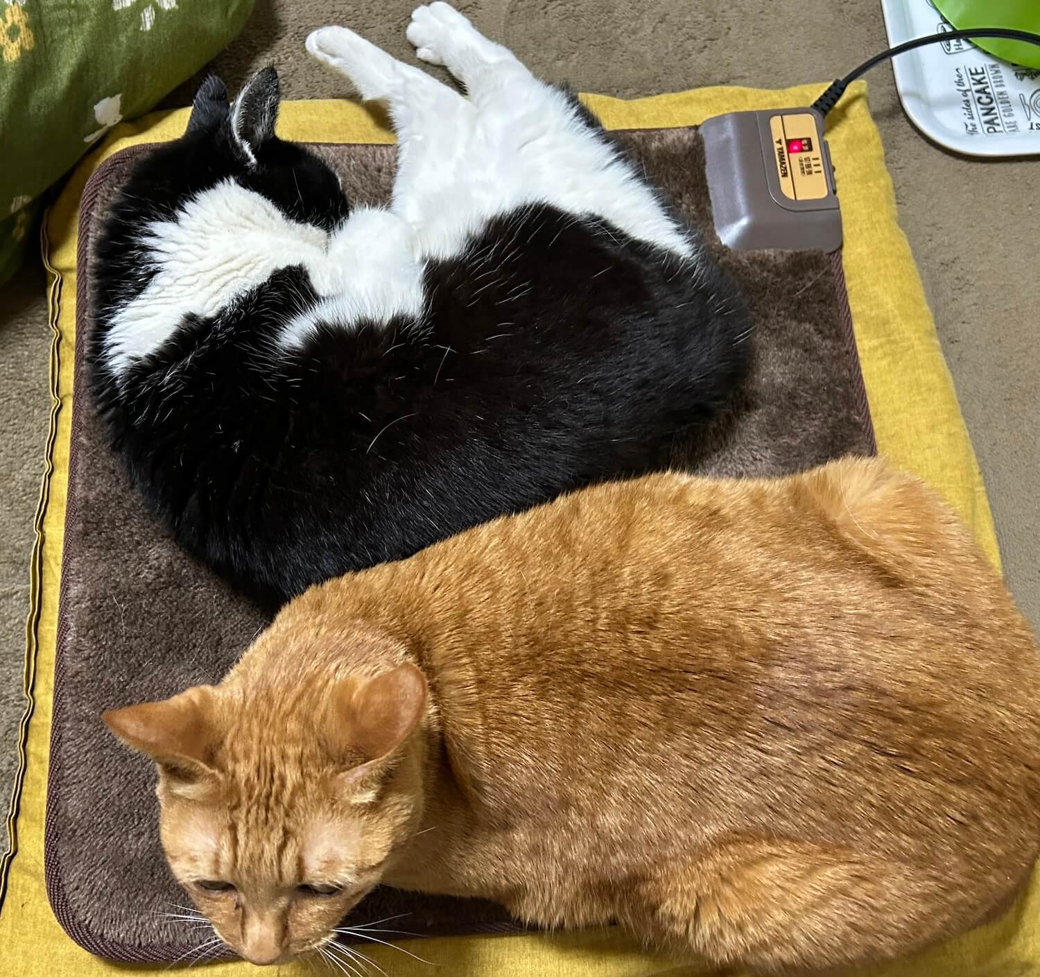 電気座布団でくつろぐ2匹の猫