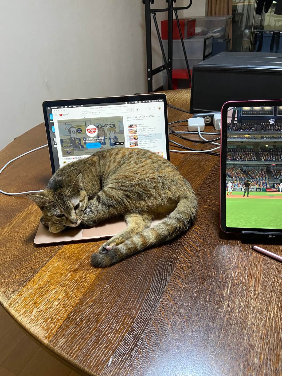 ノートパソコンの上で寝る猫のルネちゃん