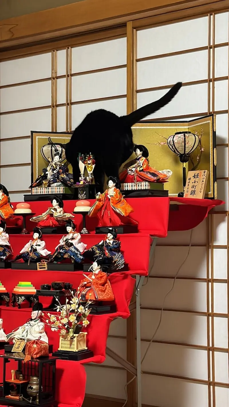 ひな飾りの最上段まで登りきった黒猫ちゃん、あろうことか金屏風にまで