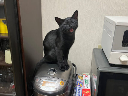 「知能派デモ」ごはんの量を減らされてしまった黒猫ちゃん、対抗策として炊飯器を使わせない暴挙に出る事案が発生
