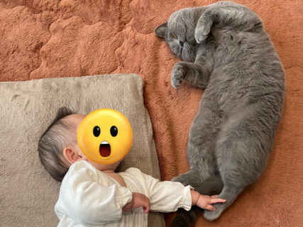 大天使ガブリエルみたいな猫ちゃん現る！赤ん坊と一緒に寝ころぶ姿が、受胎告知の構図にそっくりで神々しい