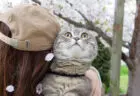 猫もサクラに興味津々？マンチカンの銀時くん、飼い主さんに抱っこされながら初めてのお花見にチャレンジ
