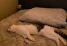「そこで寝られると一番困る」という絶妙なポイントで横たわる猫ちゃん、その傍若無人ぶりに共感の嵐
