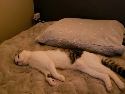 「そこで寝られると一番困る」という絶妙なポイントで横たわる猫ちゃん、その傍若無人ぶりに共感の嵐