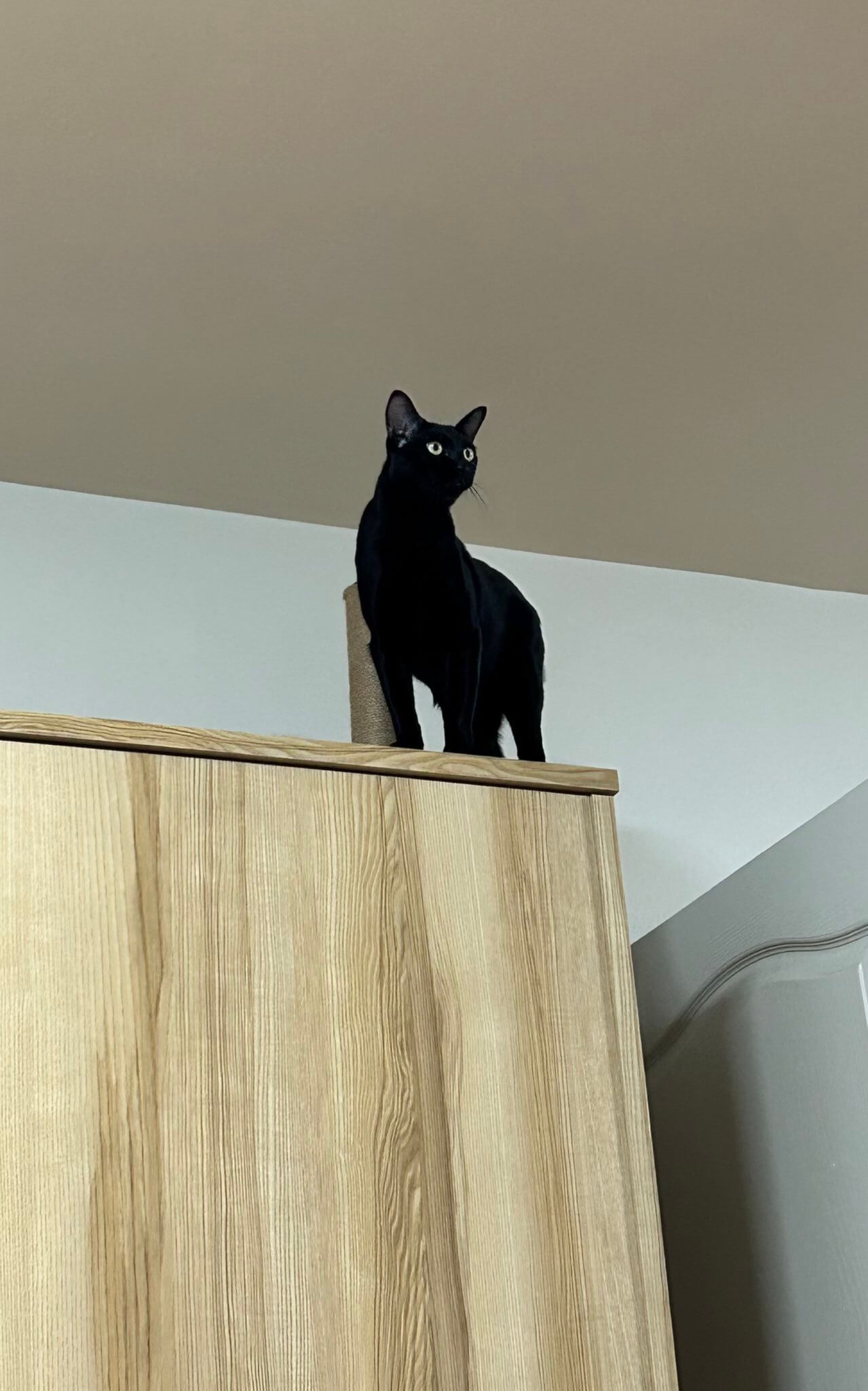 室内の高所をパトロールする黒猫