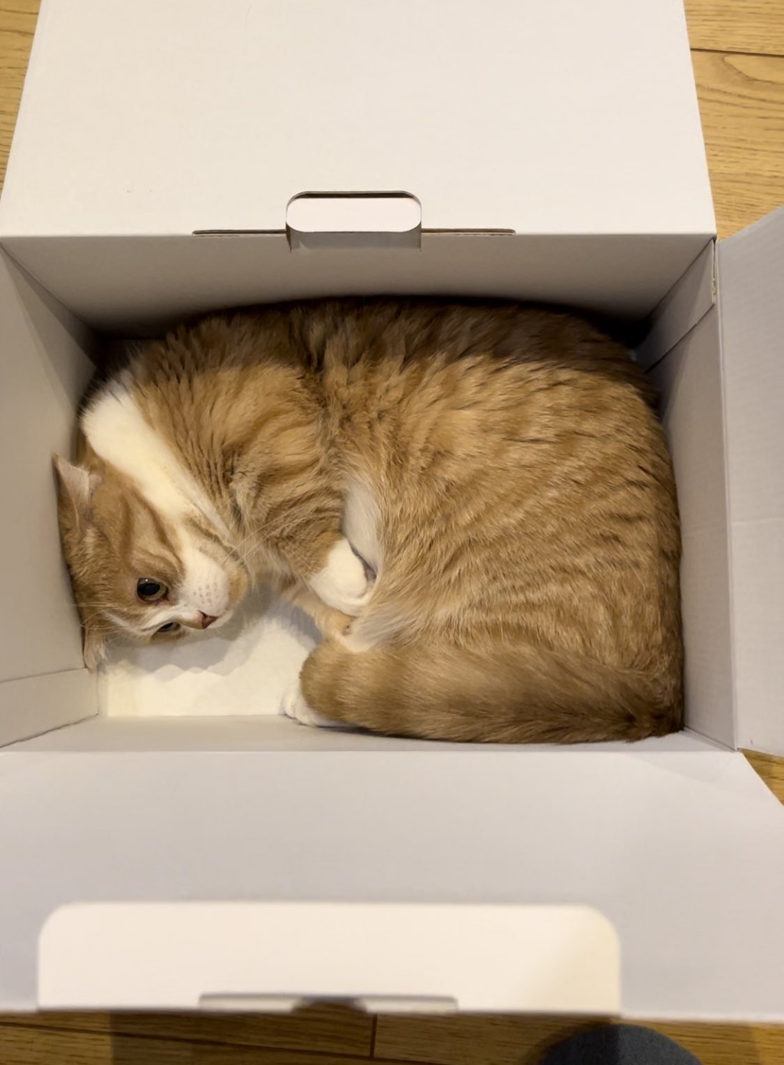 爪切りから逃げて箱に隠れる猫