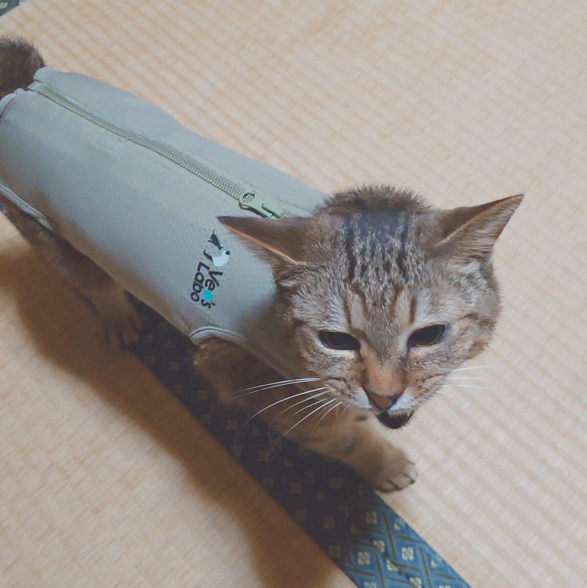 術後服を着た水筒のような見た目の猫
