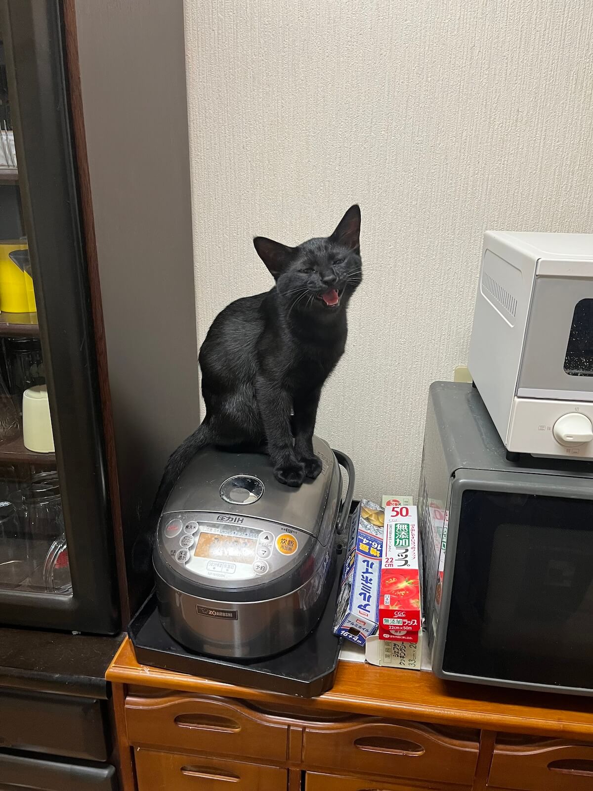 炊飯器の上に乗って講義する黒猫のサラミくん