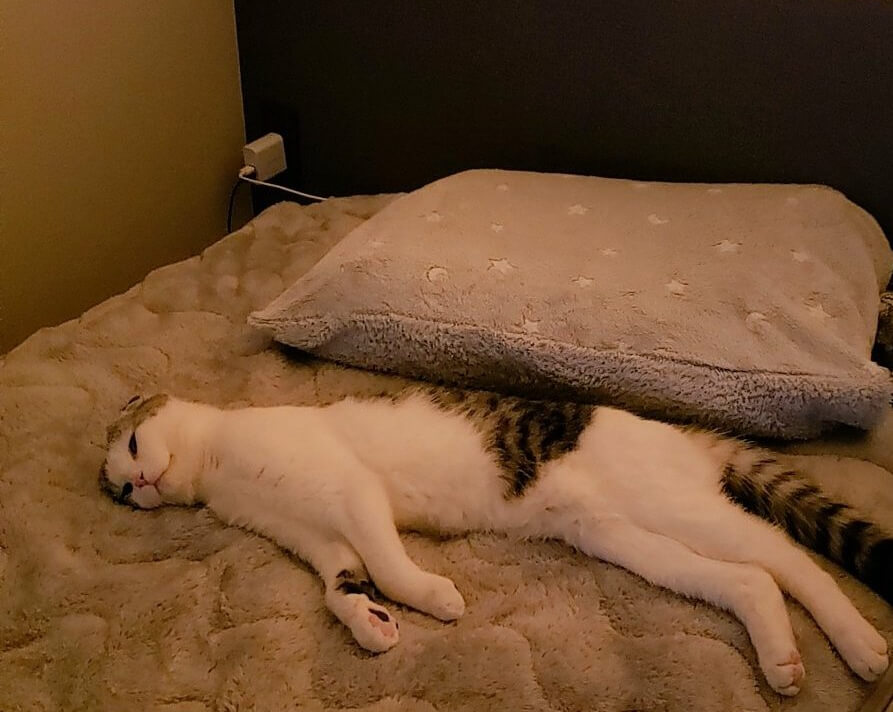 飼い主さんの寝場所を占拠してベッドに横たわる猫