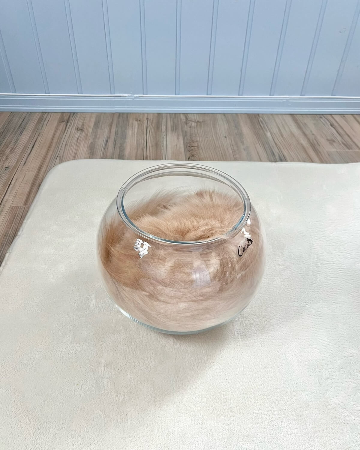 カフェオレのように見える透明な鉢の中に入った猫