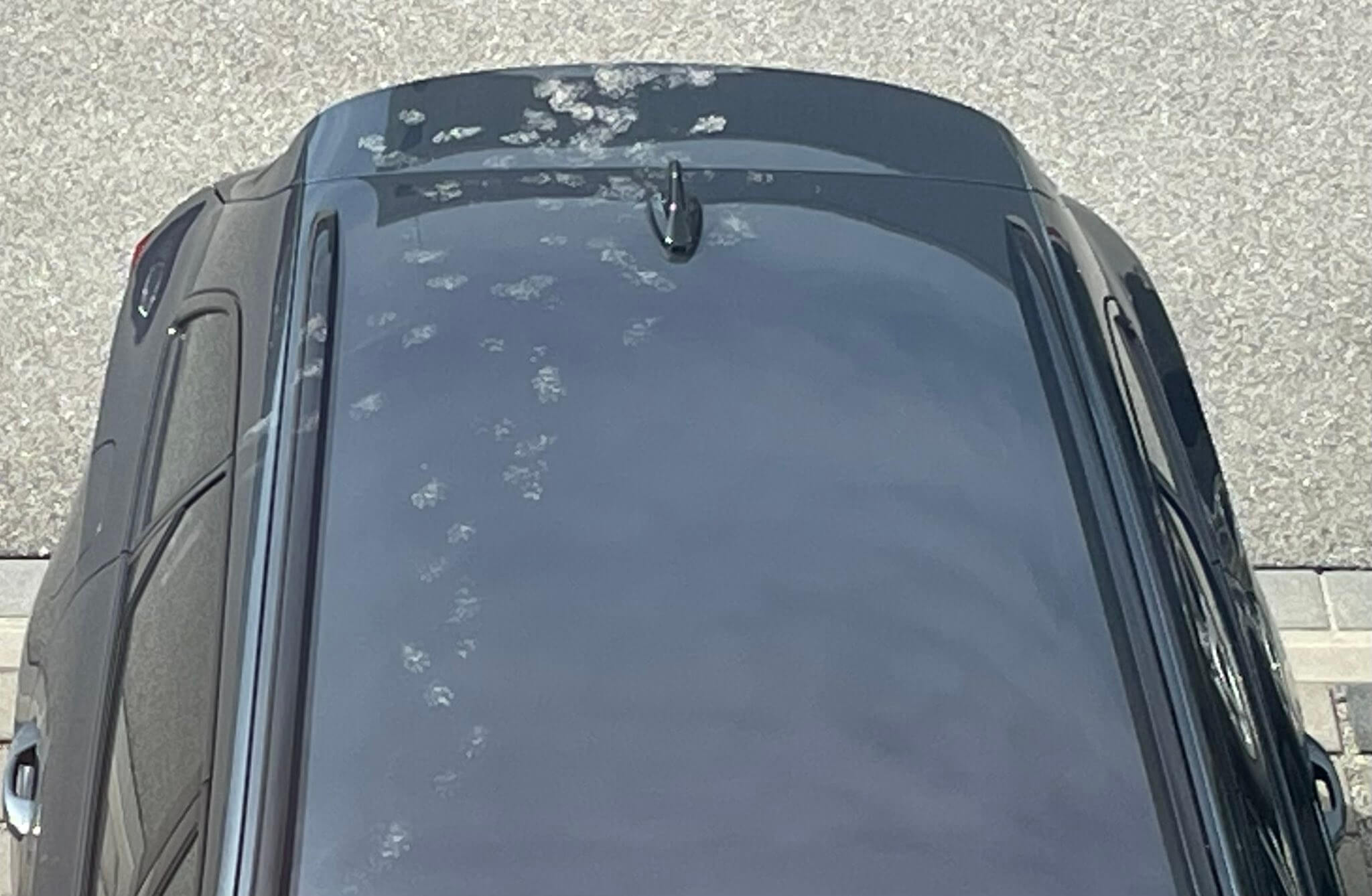 車の屋根に残された猫の足跡