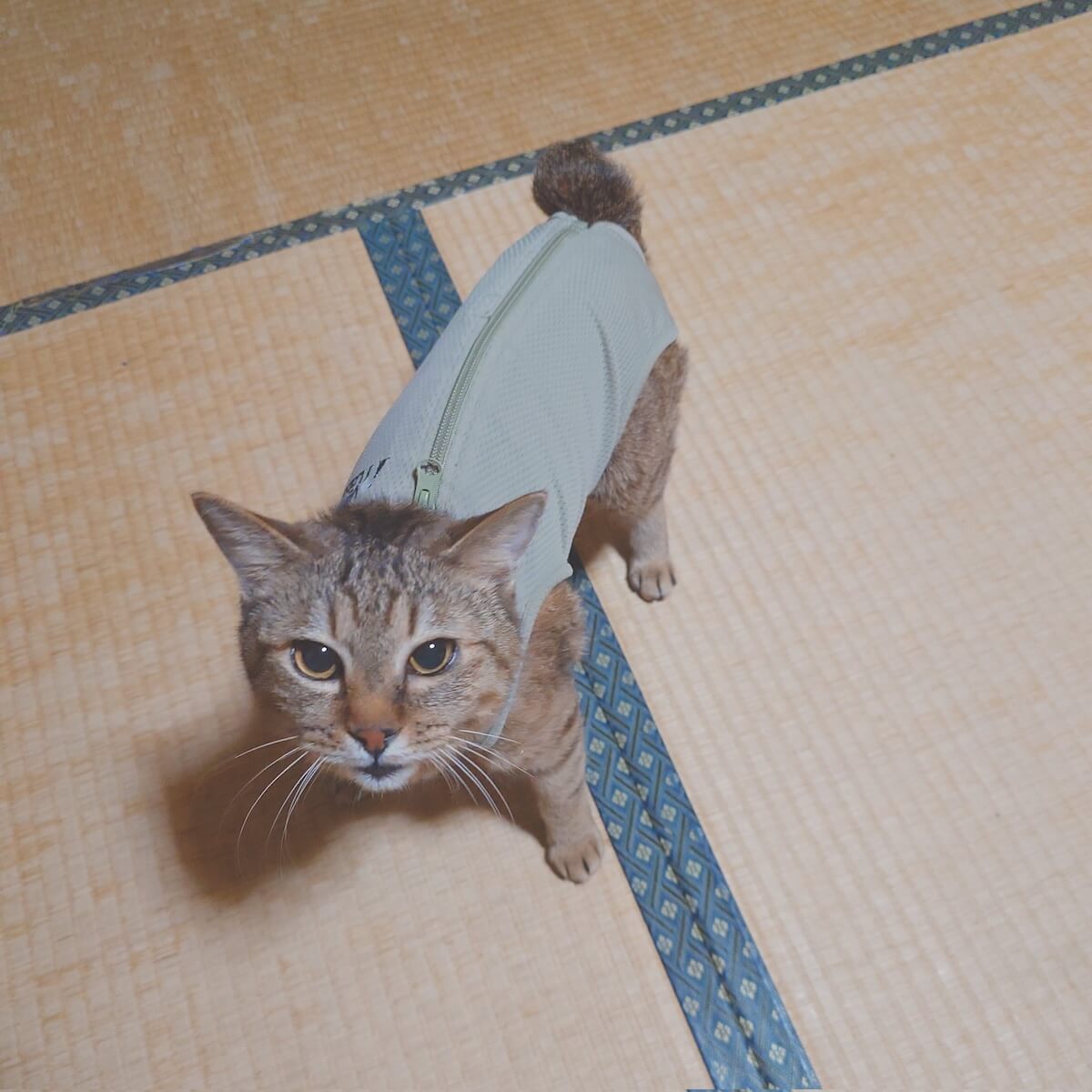 水筒のような術後服を着た猫