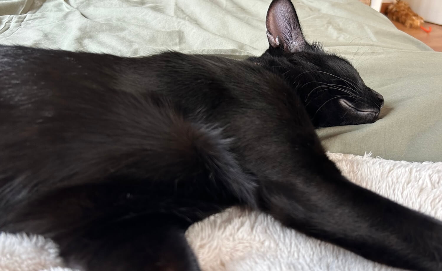 お腹を見せて横たわる黒猫