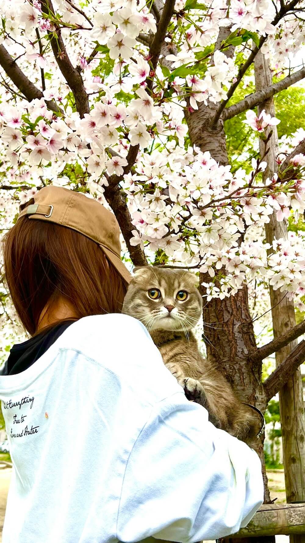 桜に囲まれてお花見する猫の銀時くん