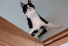「猫になった吉田沙保里」「忍者みたいな猫」壁にへばりついた猫ちゃんの身体能力が高すぎると話題に
