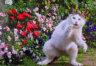 「まるで歌舞伎のワンシーン」「北斎みがある」日本らしさがにじみ出る猫ちゃんの姿に、13万いいねの大反響