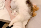 アクロバティックすぎる猫の寝姿に「6万いいね」の大反響！バチクソ可愛い熟睡選手権で1位に輝いた個性的すぎるポーズとは？