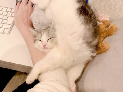 アクロバティックすぎる猫の寝姿に「6万いいね」の大反響！バチクソ可愛い熟睡選手権で1位に輝いた個性的すぎるポーズとは？