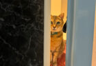 「こんな猫に出待ちされたい」浴室の前で静かに飼い主を待つ猫ちゃん、その姿が絵画みたいに美しい