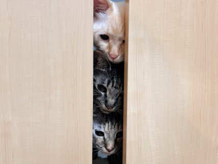 まるで猫のトーテムポールみたい！ドアの隙間から一列に並んでのぞき込むネコたちの姿が可愛すぎる
