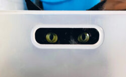 収納ケースの穴からこっそり覗いている黒猫ちゃん、隠れてるみたいだけど完全にバレてる姿が可愛すぎた