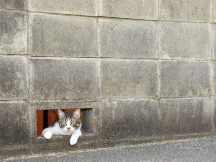 「なにか頼んどく？」ブロック塀からのぞく猫の姿がまるで店主みたい→ねこ写真家が離島で出会った不思議な光景に迫る