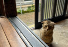 三重県尾鷲市にある漁村・九鬼町の本屋、トンガ坂文庫で雨宿りする猫ちゃんの姿に13万いいねの大反響
