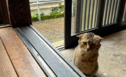 三重県尾鷲市にある漁村・九鬼町の本屋、トンガ坂文庫で雨宿りする猫ちゃんの姿に13万いいねの大反響