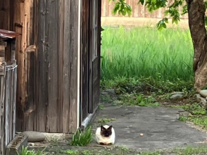 古民家の2階に忍び込んで見つかってしまった猫ちゃん、大胆不敵にも2度目の侵入する姿が目撃される