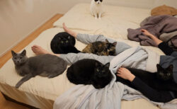 「早くも熱帯夜？」寝苦しくて目が覚めてしまった飼い主さん、5匹の猫に暖められている事実に気づいて納得