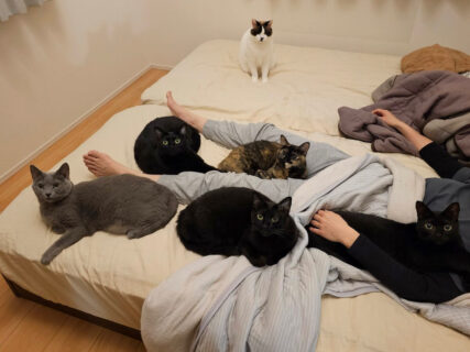 「早くも熱帯夜？」寝苦しくて目が覚めてしまった飼い主さん、5匹の猫に暖められている事実に気づいて納得