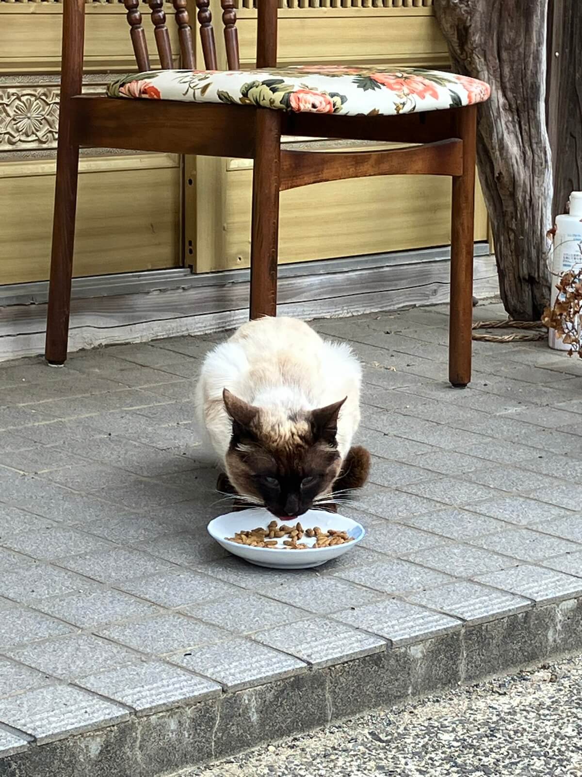 ご飯をもらって食べる猫の「がんぐろ」ちゃん