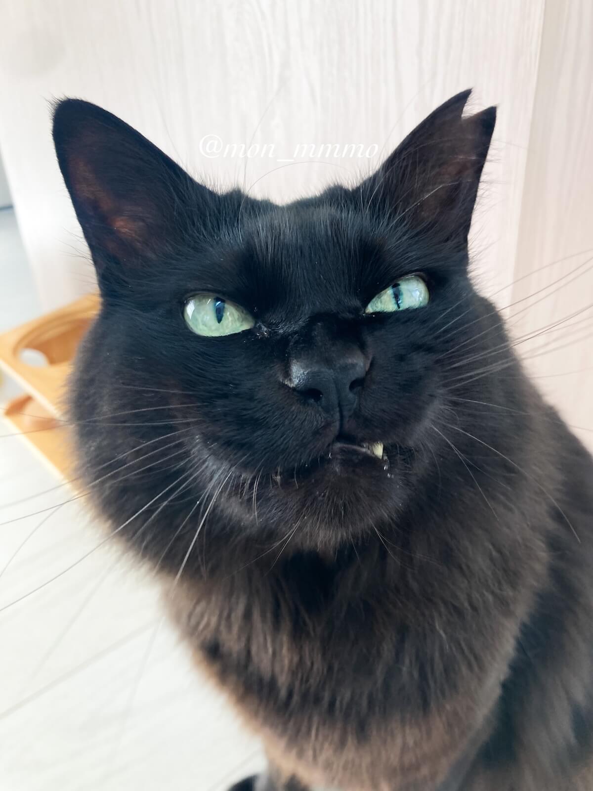 表情豊かな黒猫もんちゃん