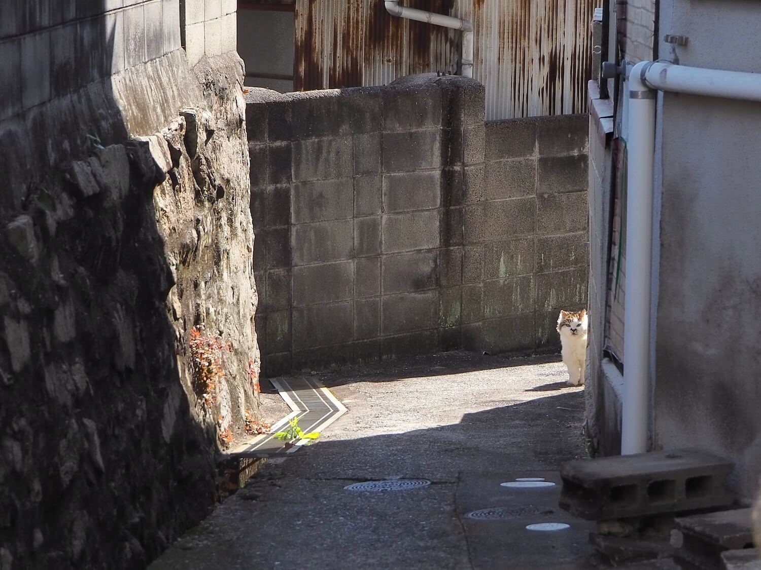 路地裏の物陰から覗くモフモフな猫ちゃん