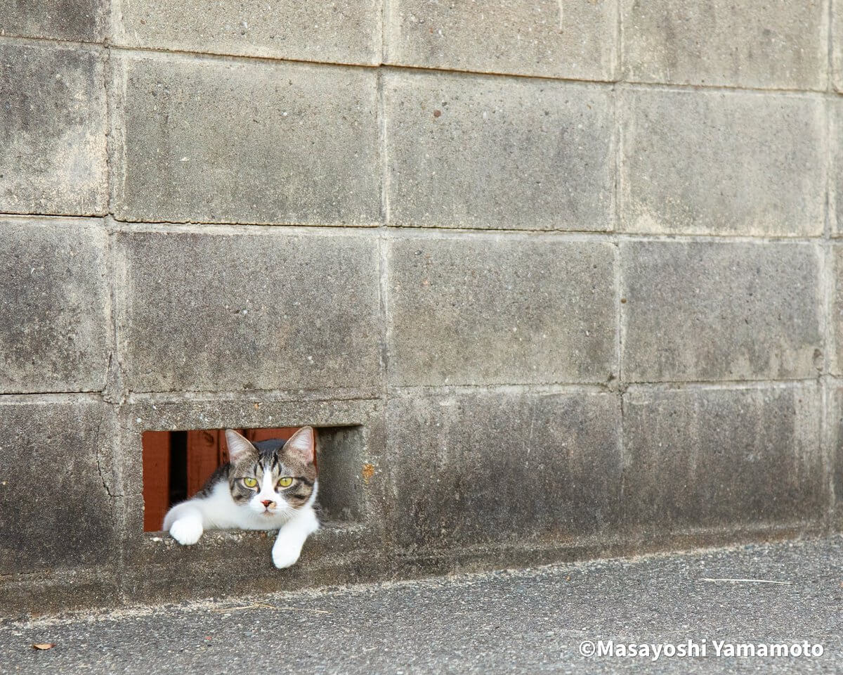 ブロック塀の穴から覗く猫ちゃん Photo by 山本正義