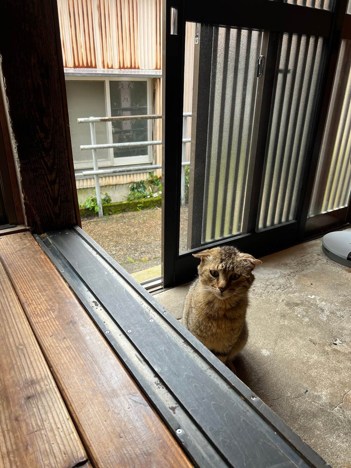 三重県尾鷲市の本屋『トンガ坂文庫』に雨宿りしに来た猫ちゃん