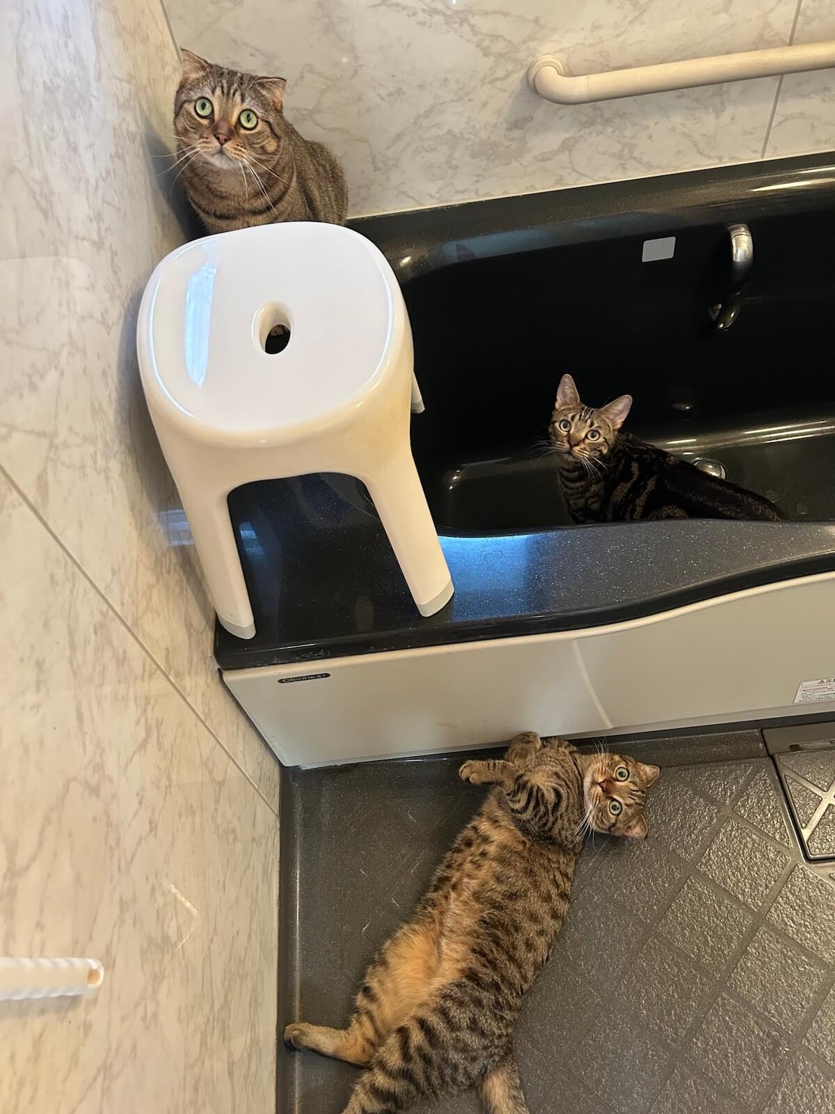 お風呂場をバスジャックした3匹のキジトラ猫