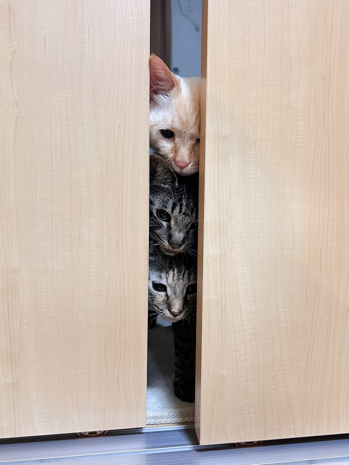 扉の隙間からトーテムポールみたいに並んで覗き込む猫ちゃんたち