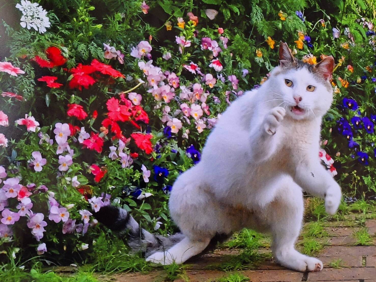 歌舞伎のようなポーズを取る猫の写真 by 竹内朗