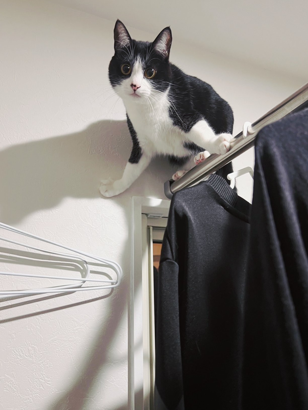 カーテンレールに登る黒白ハチワレ猫のティナちゃん