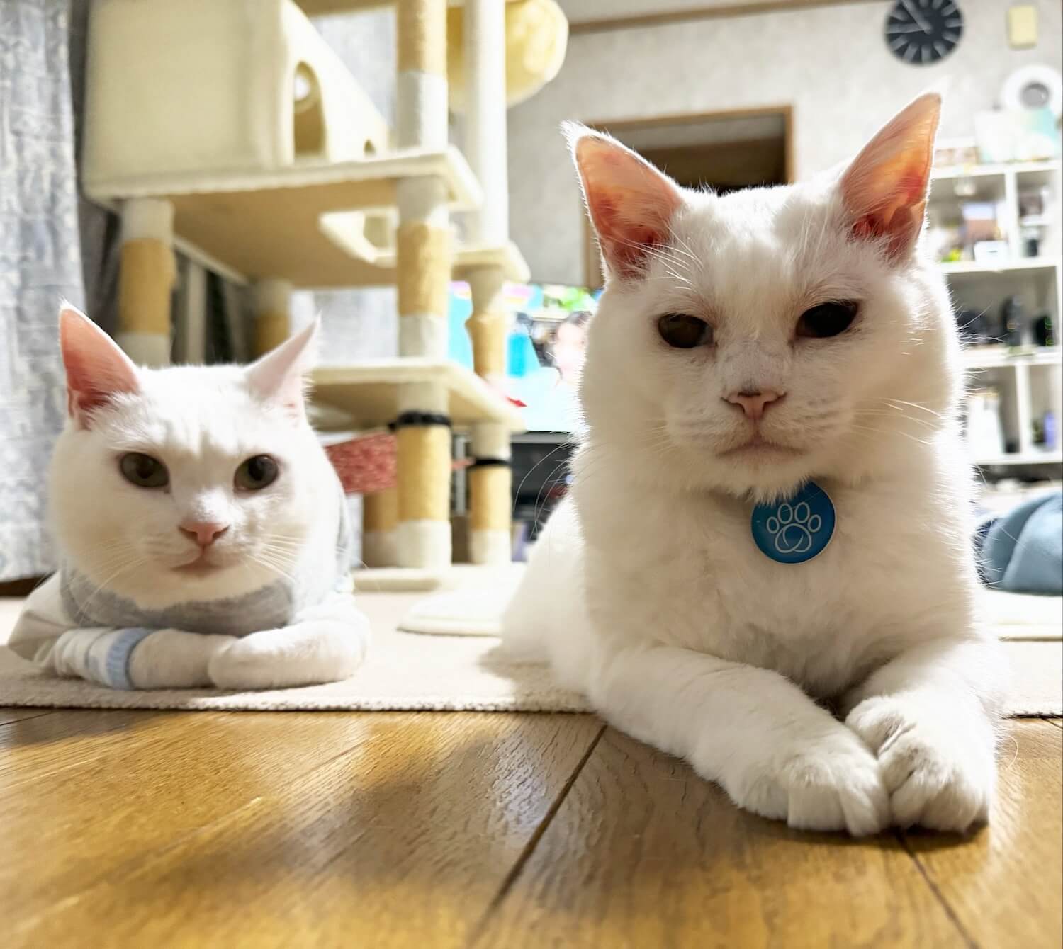 白猫のぷるちゃんとリリーちゃん