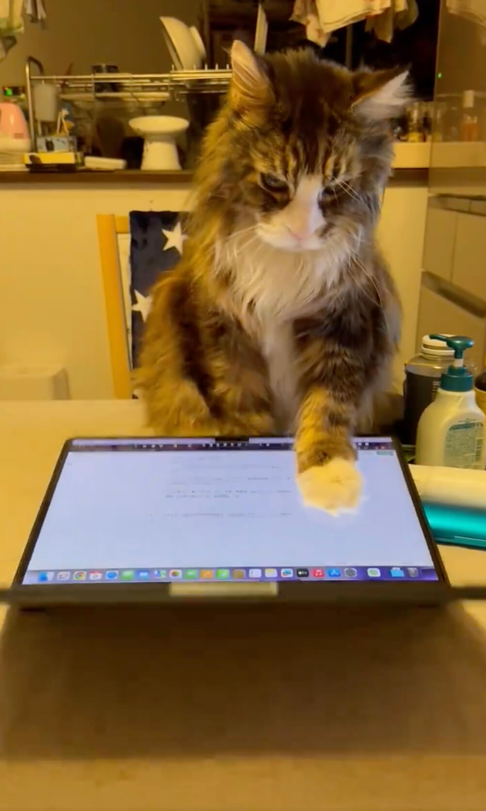 ノートパソコンを手で押さえつける猫ちゃん