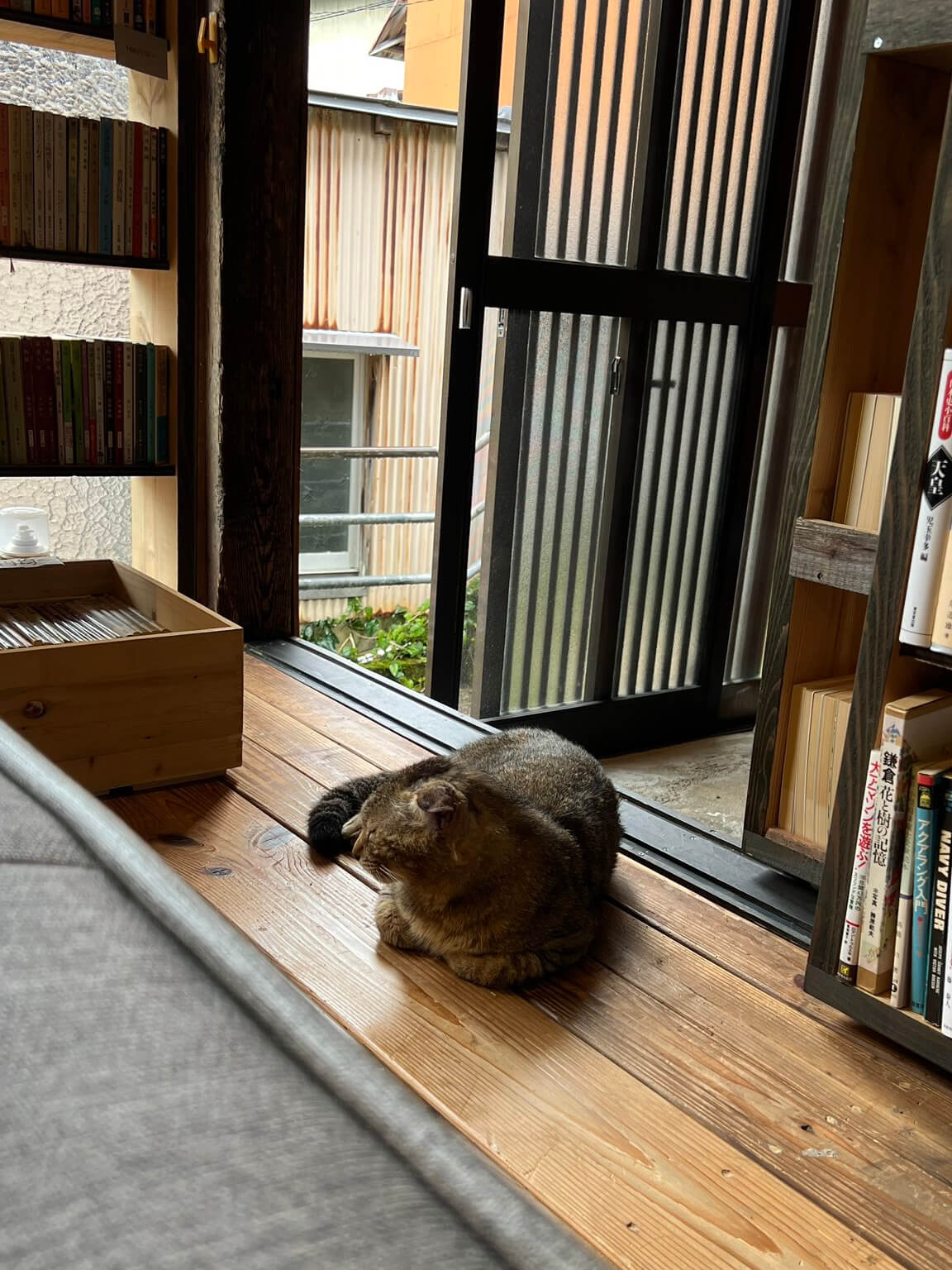 本屋の中に雨宿りしに来て目を閉じてしまった猫ちゃん