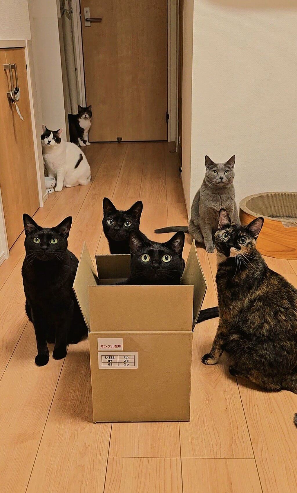 お家にいる7匹の猫ちゃん