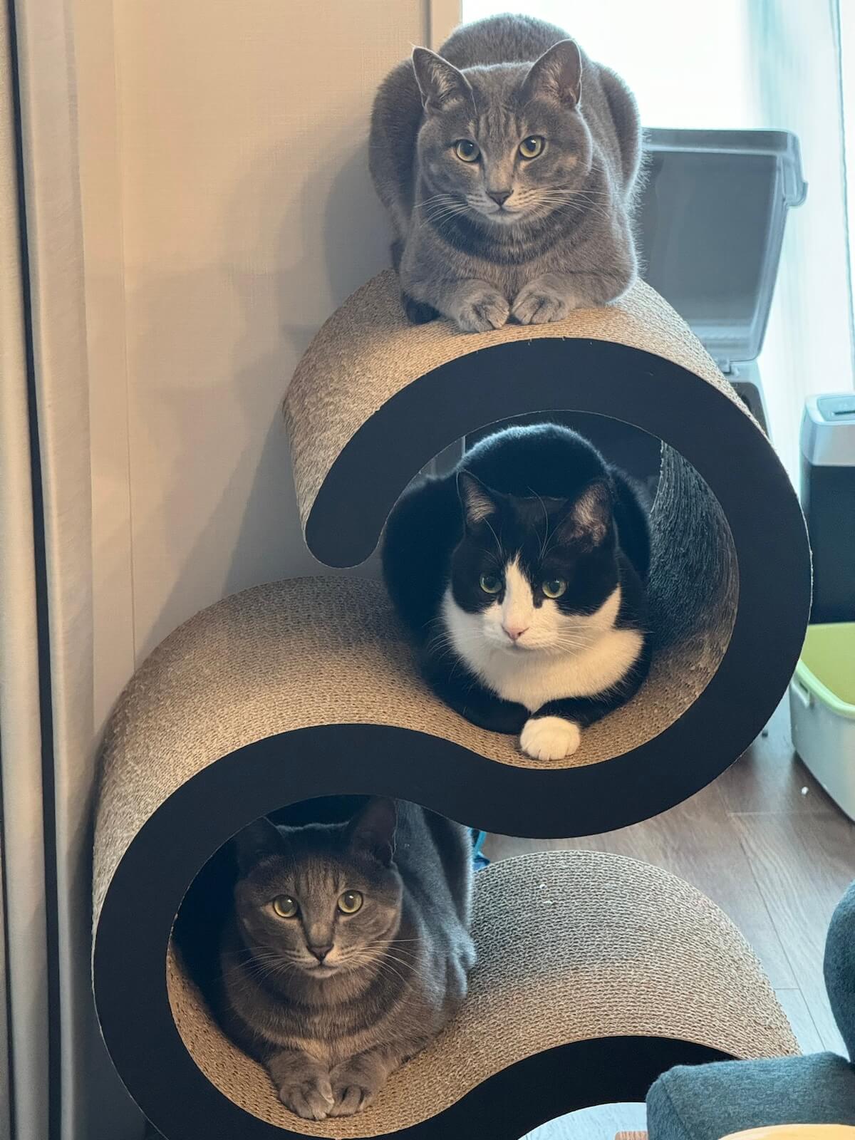 3匹の兄弟猫、幸くん・福くん・八くん