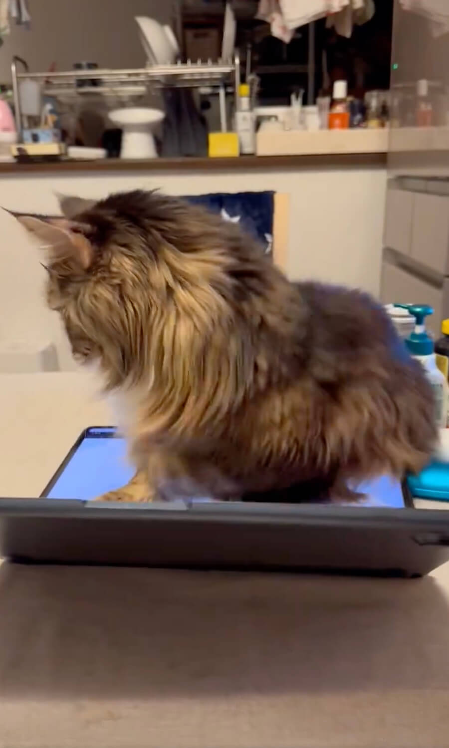ノートパソコンの上に座ることを決めた猫ちゃん