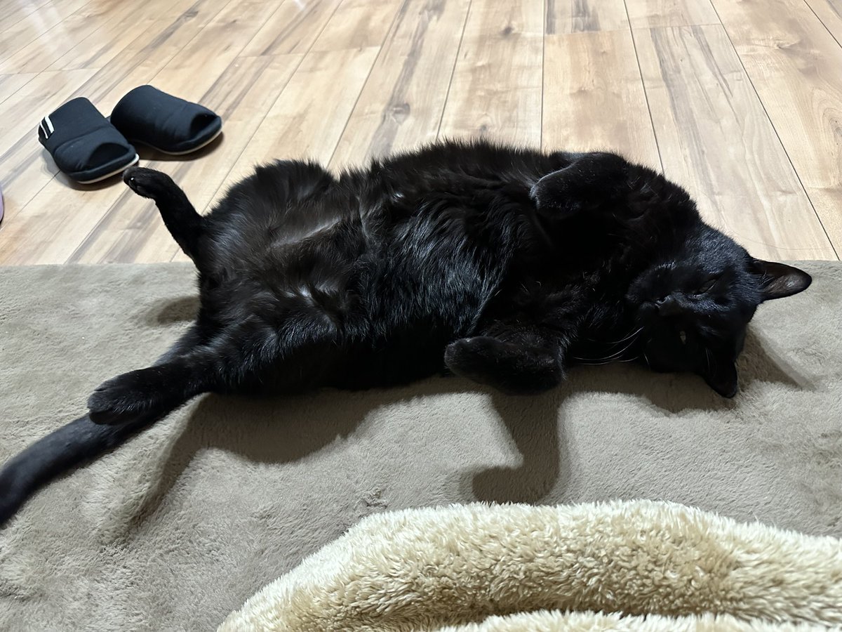 寝ているのが大好きな黒猫、クロ君