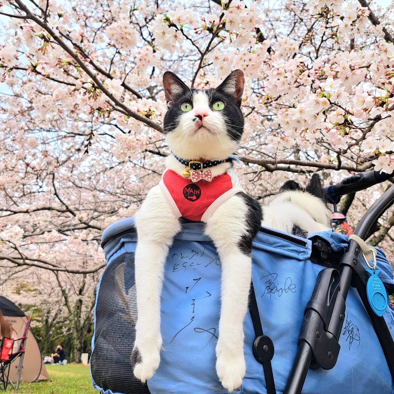 桜の下でお花見する猫の写真 by 竹内朗