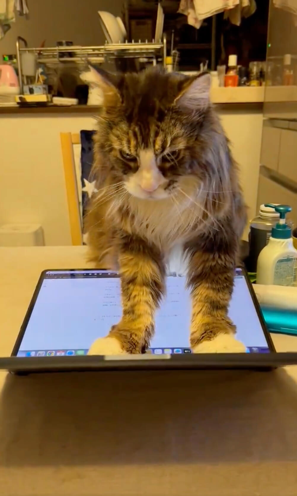 飼い主さんに構ってほしくてノートパソコンを占領した猫ちゃん