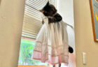 「いや乙女かよ」カーテンに抱きつく猫のカワイイ姿に24万”いいね”の大反響→飼い主のナレーターさんもビックリ